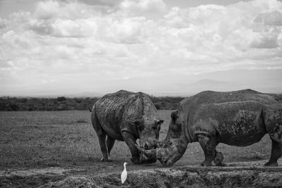 View of rhino  standing on field