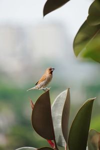 Low angle view of scaly-breasted munia perching on plant