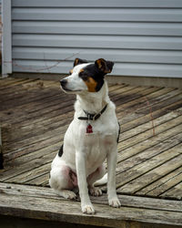 Dog sitting on wooden boardwalk