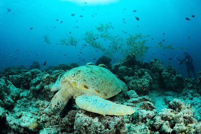 Fish swimming in sea