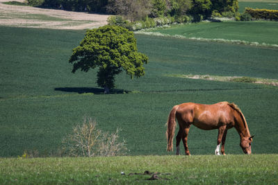 Horse grazing in a field