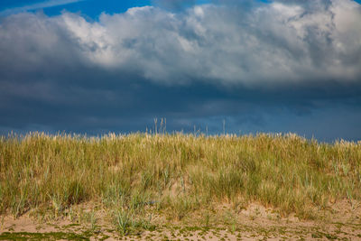 Scenic view of field against sky