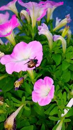 Close-up of butterfly on purple flowers