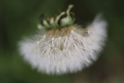 Close-up of white dandelion flower