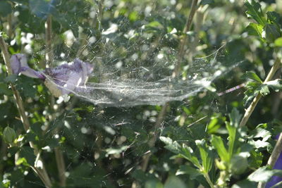 Close-up of water drops on spider web