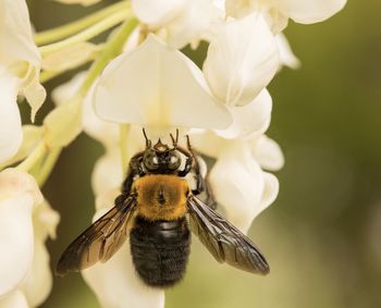 Close-up of bee pollinating on flower