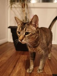 Close-up of a cat looking away