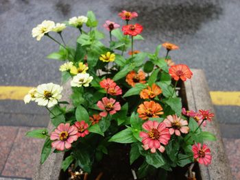 High angle view of colorful flowers blooming by wet street
