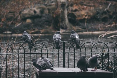 Pigeons perching on railing