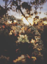 Flowers on tree against sky