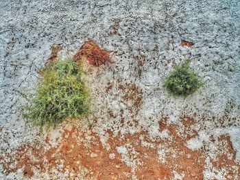 Plant against wall