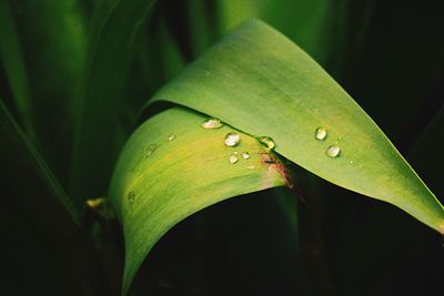 Close-up of dew drops on leaves