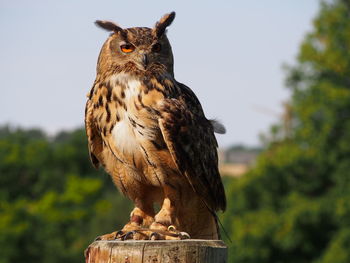 Portrait of eurasian eagle owl perching on wooden post
