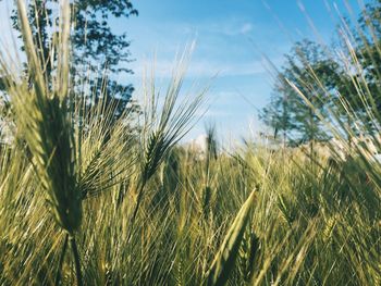 Close-up of stalks against the sky