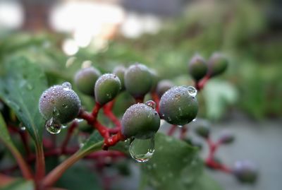 Close-up of raindrops on plant