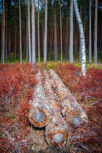 View of trees in forest