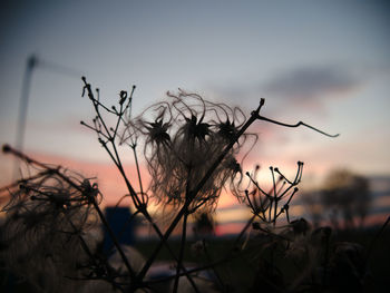 Close-up of silhouette plant against sky at sunset