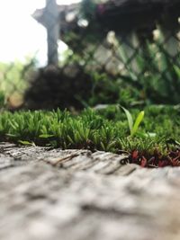 Surface level of grass on field