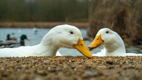 Close-up of birds eating