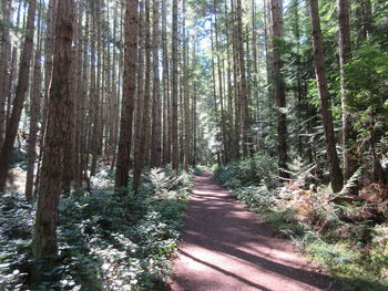 Trail amidst trees in forest