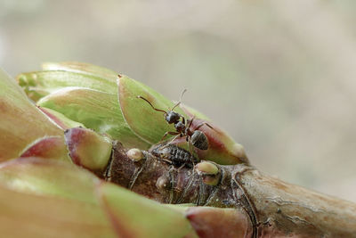 Close-up of ant