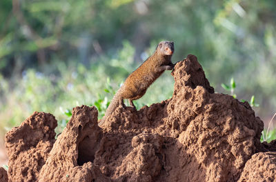 View of lizard on rock