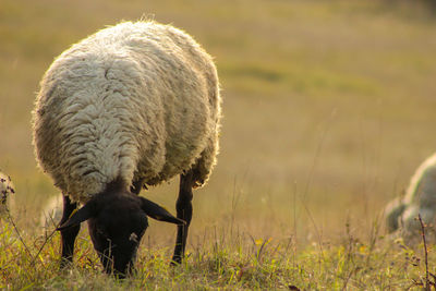 Sheep on field