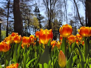 Close-up of yellow tulips growing on field