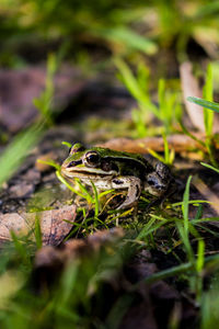 Close-up of frog on field