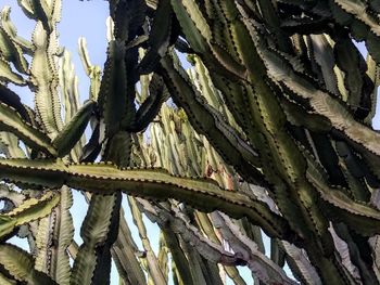 Low angle view of succulent plant against sky
