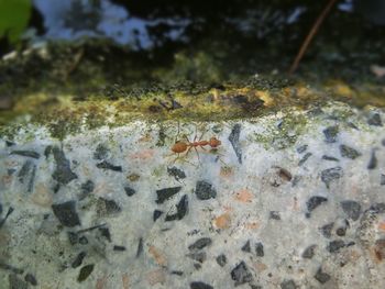 Close-up of spider on shore