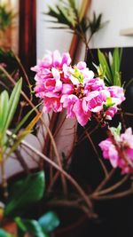 Close-up of pink flowers