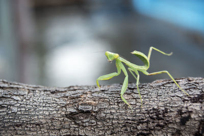 Close-up of praying mantis on tree trunk