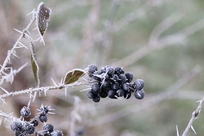 Close-up of frozen berry