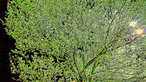 Full frame shot of green leaves