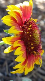 Close-up of yellow flower