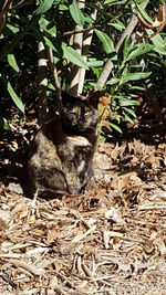 Cat sitting plants