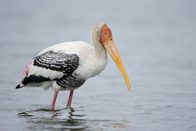 Close-up of bird perching on a sea