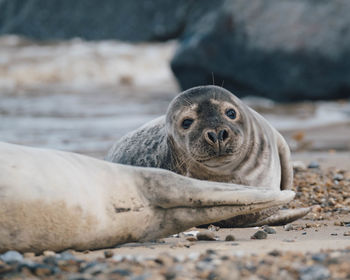 Close-up portrait of a seal on beach