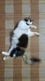 Cat sitting on brick wall