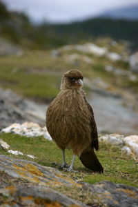 Close-up of eagle looking away on land