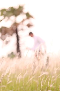 Close-up of wheat growing on field