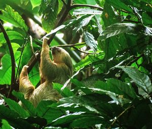 Low angle view of monkey on tree