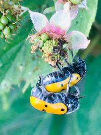 Close-up of insect on yellow flower