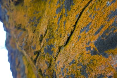 Close-up of lichen on tree trunk