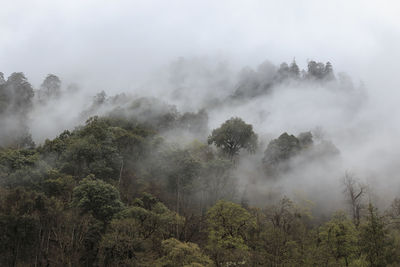 High angle view of trees in forest during foggy weather