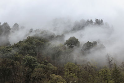 Scenic view of trees in foggy weather against sky