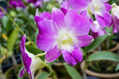 Close-up of purple flowers blooming outdoors