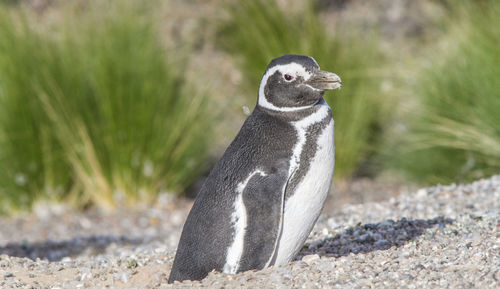 Side view of penguin at beach on sunny day