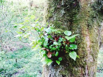 Plants growing on tree